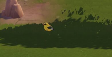 Ubicación de la oropéndola euroasiática en Heartopia