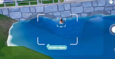 Ubicación del silbón europeo en Heartopia