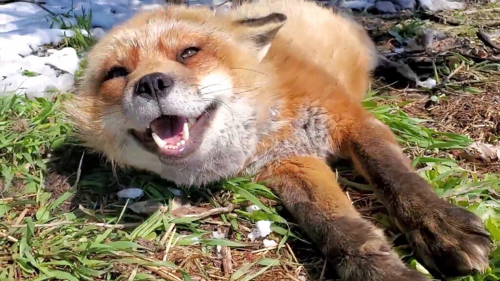 Finnegan el zorro ha muerto