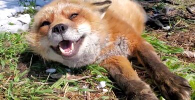 Finnegan el zorro ha muerto