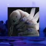 Presentamos el tutorial de Sekiguchi en Marathon