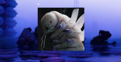 Presentamos el tutorial de Sekiguchi en Marathon