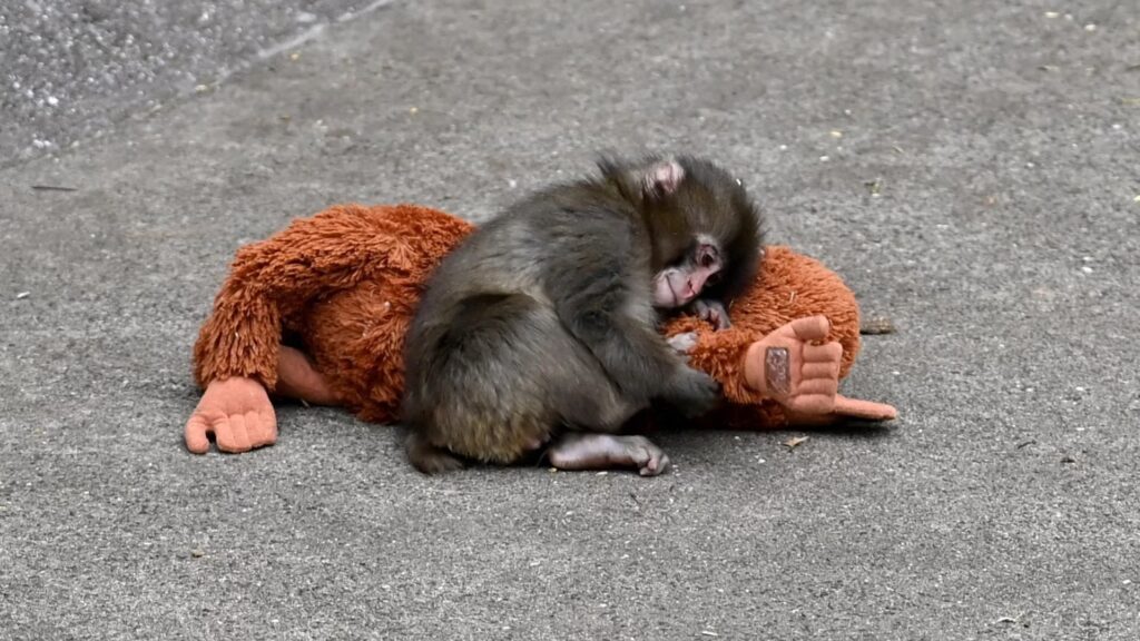 Viral Baby Monkey Punch ahora tiene su propio videojuego gratuito