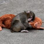 Viral Baby Monkey Punch ahora tiene su propio videojuego gratuito