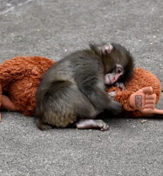 Viral Baby Monkey Punch ahora tiene su propio videojuego gratuito