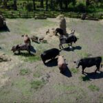 Cómo criar ganado en el rancho del desierto carmesí