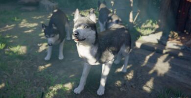 Ubicaciones de husky (y comida favorita) en Crimson Desert