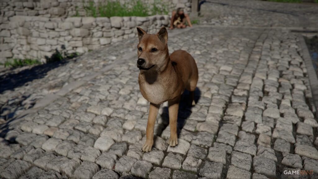 Ubicación de Shibu Inu en el desierto carmesí