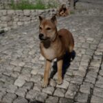 Ubicación de Shibu Inu en el desierto carmesí