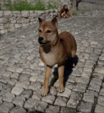 Ubicación de Shibu Inu en el desierto carmesí