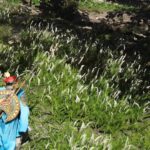 Cómo obtener raíz de cola de satén en el desierto carmesí (aldea de los enfermos)