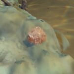 Cómo conseguir sal en Subnautica 2