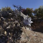 Dónde encontrar flores de hollín tóxicas en Fallout 76